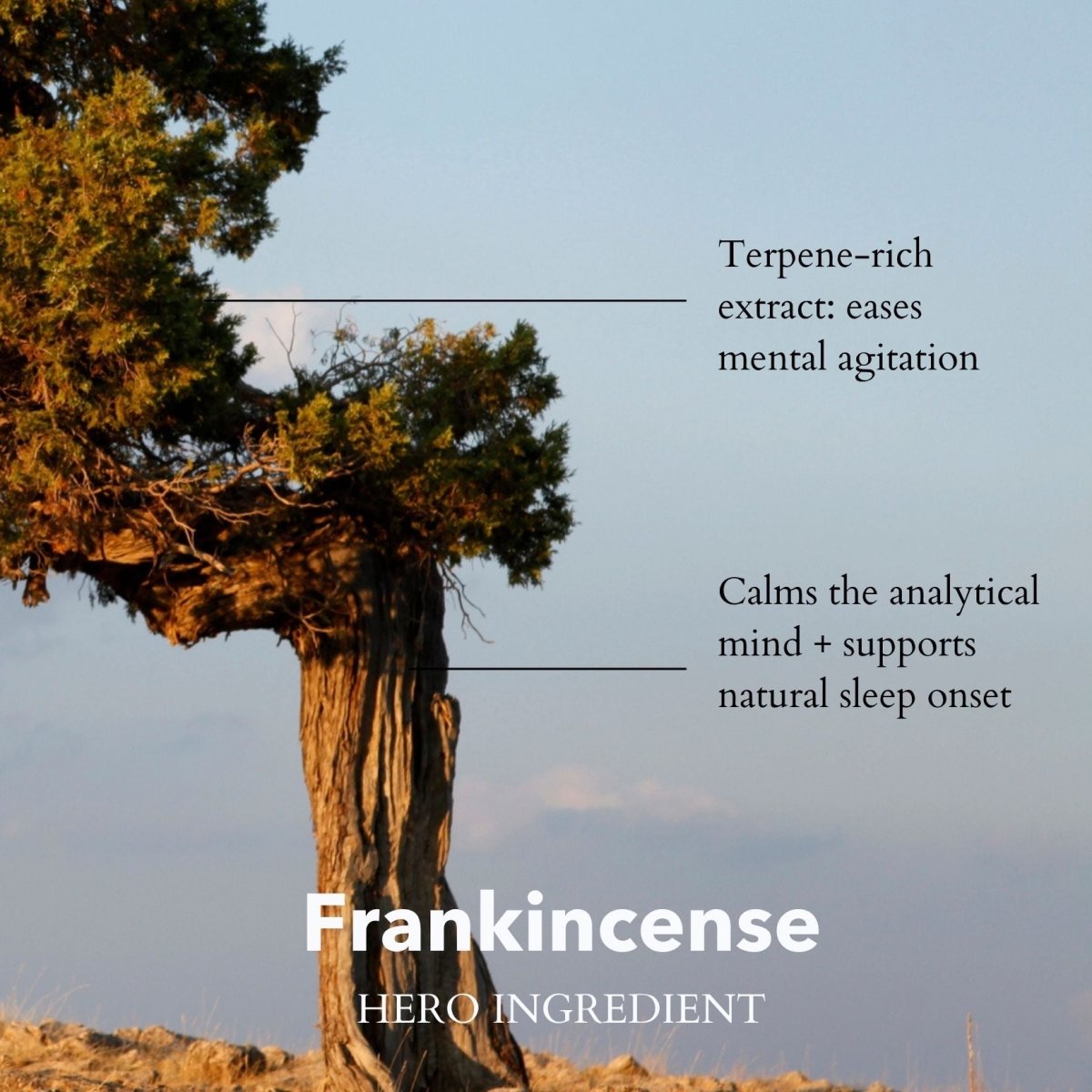 Overactive Mind Sleep Oil – Somali Frankincense | 30ml