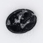 Eucalyptus & Cedarwood Charcoal Soap 85g
